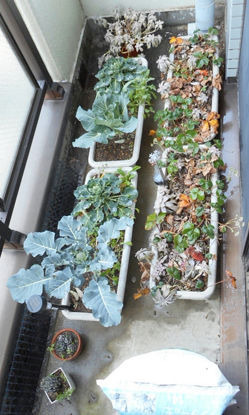 f:id:plnttr831:20160211113013j:plain