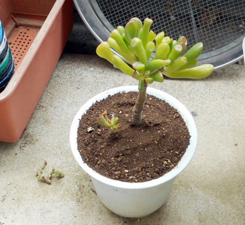 f:id:plnttr831:20160323125451j:plain