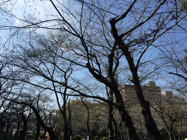 f:id:plusspace:20150317152035j:plain f:id:plusspace:20150317152035j:plain