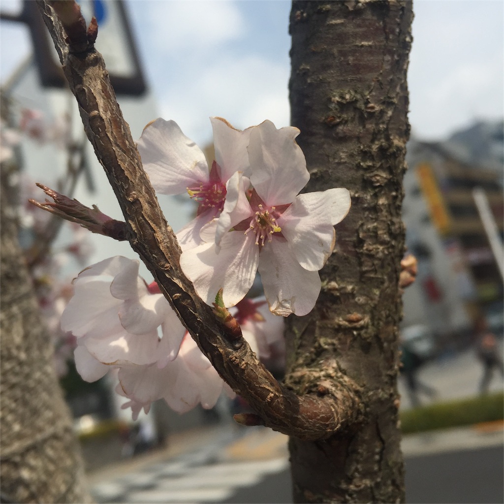 f:id:pmrarara:20160328223425j:image f:id:pmrarara:20160328223425j:image