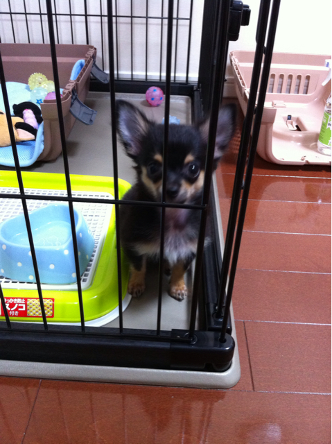 f:id:pnsk:20130905234543j:plain f:id:pnsk:20130905234543j:plain