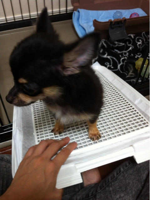f:id:pnsk:20130907011049j:plain f:id:pnsk:20130907011049j:plain