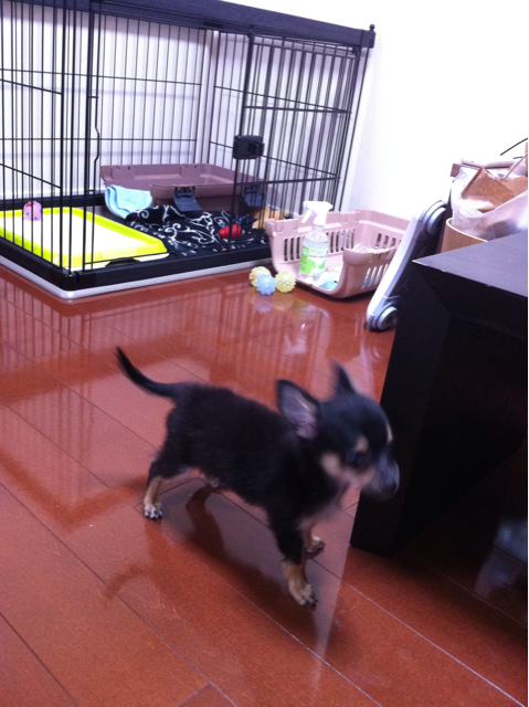 f:id:pnsk:20130907011335j:plain f:id:pnsk:20130907011335j:plain