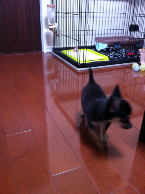 f:id:pnsk:20130907011414j:plain f:id:pnsk:20130907011414j:plain