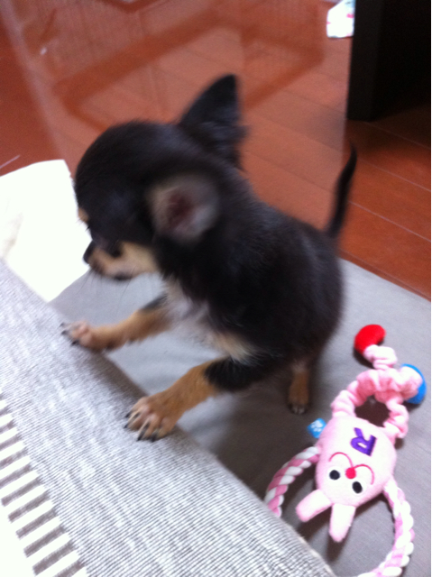 f:id:pnsk:20130907234108j:plain f:id:pnsk:20130907234108j:plain