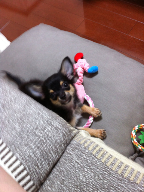 f:id:pnsk:20130907234203j:plain f:id:pnsk:20130907234203j:plain