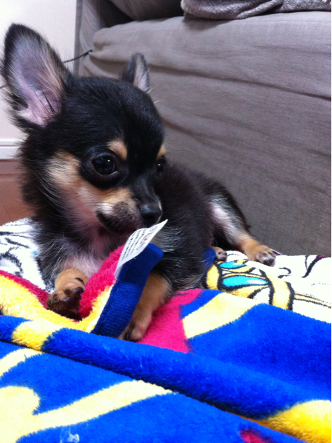 f:id:pnsk:20130912084657j:plain f:id:pnsk:20130912084657j:plain