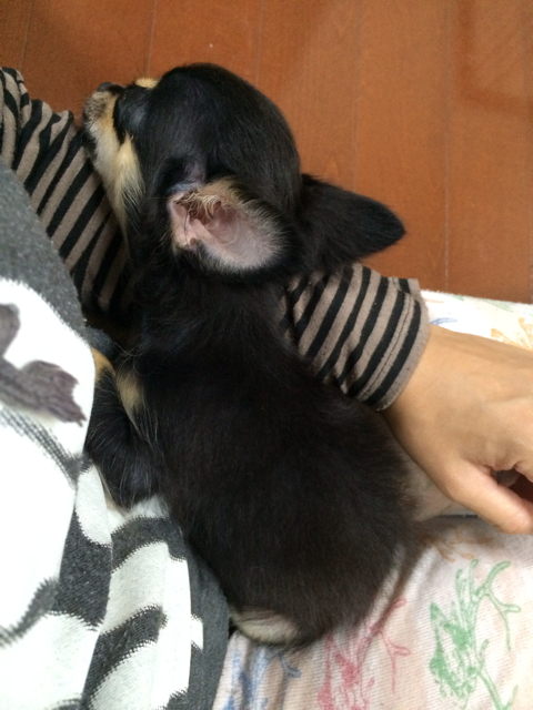f:id:pnsk:20130929010551j:plain f:id:pnsk:20130929010551j:plain