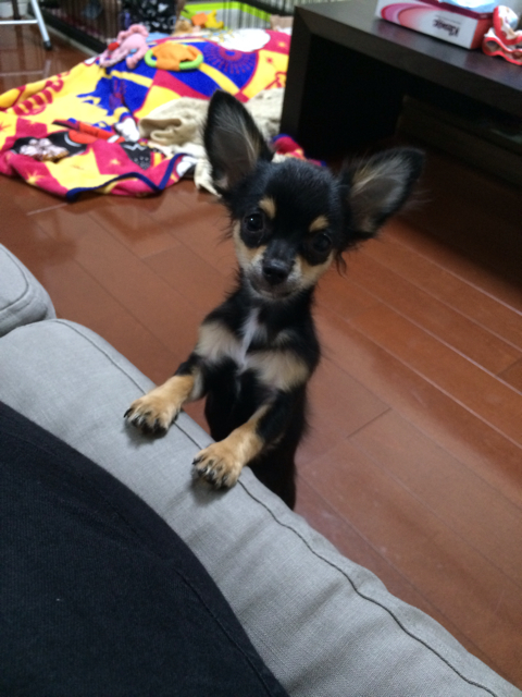 f:id:pnsk:20131017033517j:plain f:id:pnsk:20131017033517j:plain