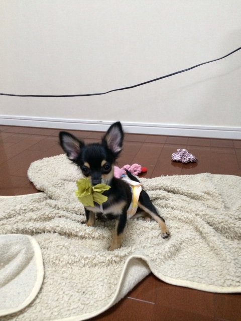 f:id:pnsk:20131017033716j:plain f:id:pnsk:20131017033716j:plain