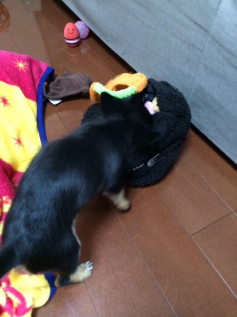 f:id:pnsk:20131019234230j:plain f:id:pnsk:20131019234230j:plain