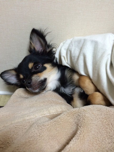 f:id:pnsk:20131124014852j:plain f:id:pnsk:20131124014852j:plain