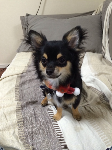 f:id:pnsk:20140113003435j:plain f:id:pnsk:20140113003435j:plain