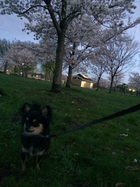 f:id:pnsk:20140331054834j:plain f:id:pnsk:20140331054834j:plain
