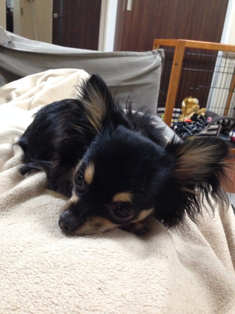 f:id:pnsk:20140419232217j:plain f:id:pnsk:20140419232217j:plain