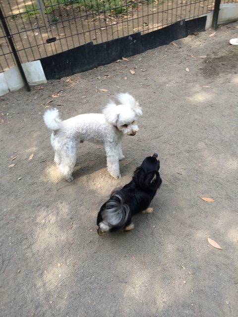 f:id:pnsk:20140518224313j:plain f:id:pnsk:20140518224313j:plain