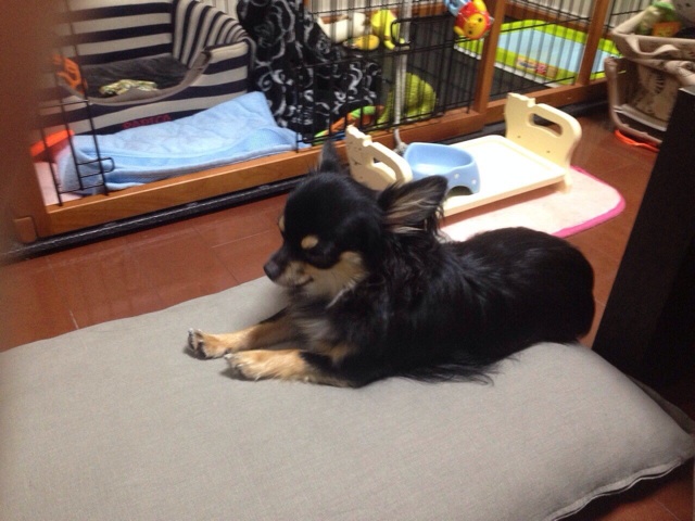 f:id:pnsk:20140705141843j:plain f:id:pnsk:20140705141843j:plain