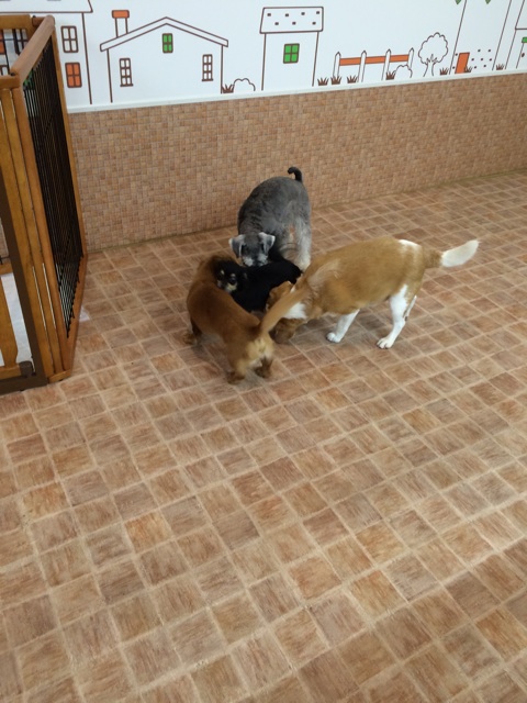f:id:pnsk:20140707012514j:plain f:id:pnsk:20140707012514j:plain