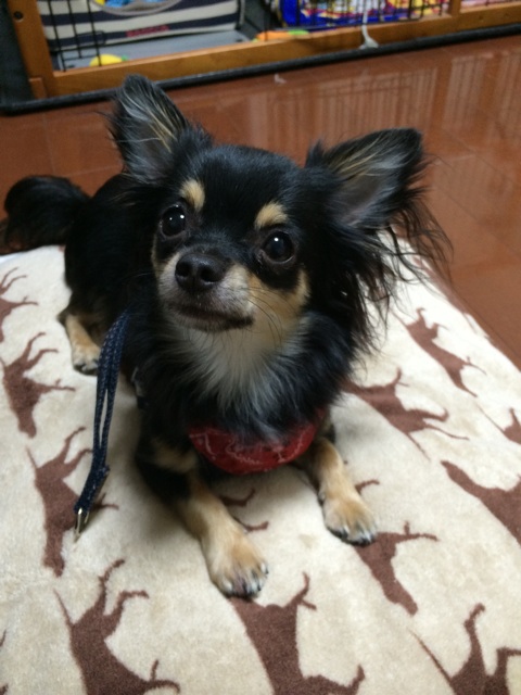 f:id:pnsk:20140914170430j:plain f:id:pnsk:20140914170430j:plain