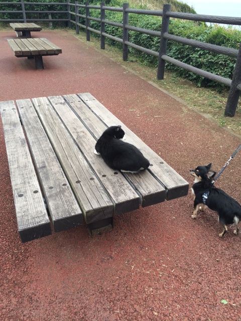 f:id:pnsk:20140920191224j:plain f:id:pnsk:20140920191224j:plain