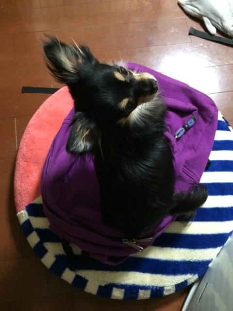 f:id:pnsk:20150328213609j:plain f:id:pnsk:20150328213609j:plain