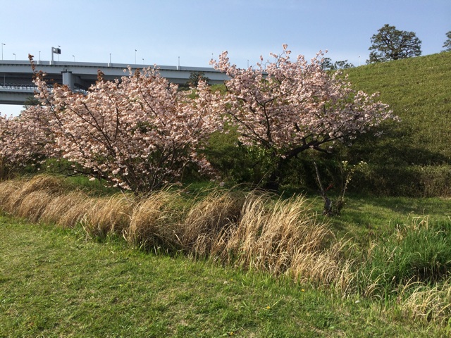 f:id:pnsk:20150419025730j:plain f:id:pnsk:20150419025730j:plain