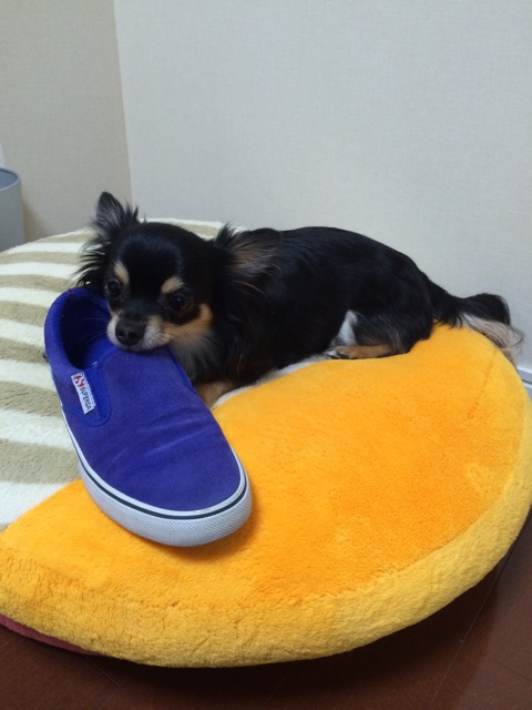 f:id:pnsk:20150427221513j:plain f:id:pnsk:20150427221513j:plain