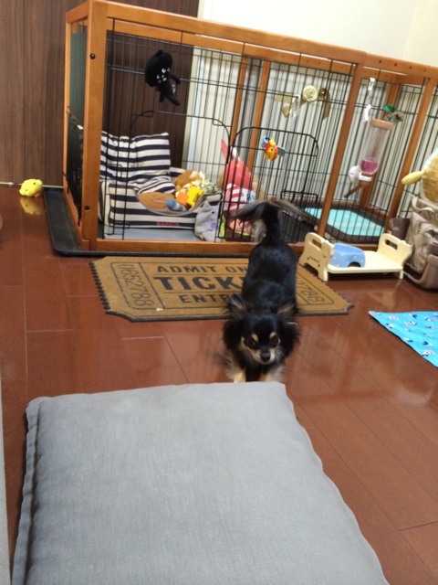 f:id:pnsk:20150506103131j:plain f:id:pnsk:20150506103131j:plain