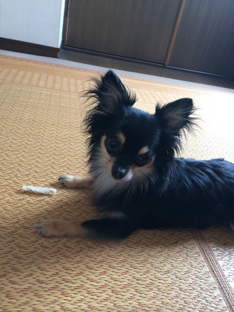 f:id:pnsk:20150507231806j:plain f:id:pnsk:20150507231806j:plain