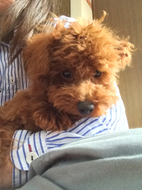 f:id:pnsk:20150507231846j:plain f:id:pnsk:20150507231846j:plain