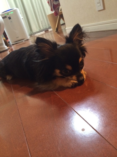 f:id:pnsk:20150527014153j:plain f:id:pnsk:20150527014153j:plain