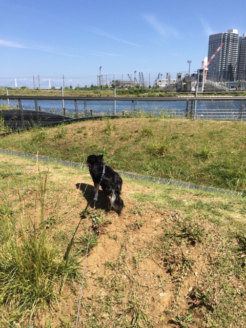 f:id:pnsk:20150530231229j:plain f:id:pnsk:20150530231229j:plain