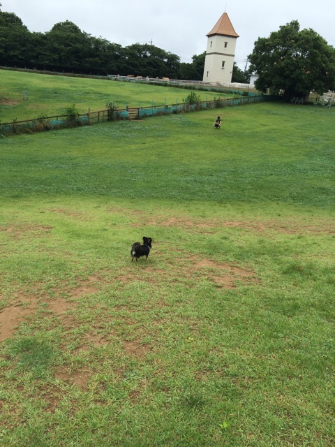 f:id:pnsk:20150627235100j:plain f:id:pnsk:20150627235100j:plain