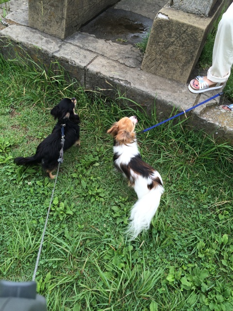 f:id:pnsk:20150704232516j:plain f:id:pnsk:20150704232516j:plain
