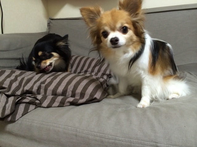f:id:pnsk:20150720010405j:plain f:id:pnsk:20150720010405j:plain