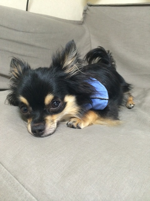 f:id:pnsk:20150725223031j:plain f:id:pnsk:20150725223031j:plain