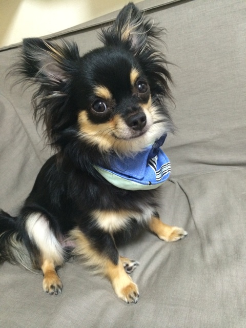 f:id:pnsk:20150725223105j:plain f:id:pnsk:20150725223105j:plain