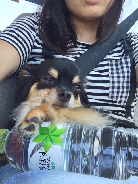 f:id:pnsk:20150805000826j:plain f:id:pnsk:20150805000826j:plain