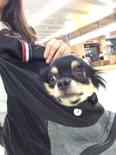 f:id:pnsk:20151006021550j:plain f:id:pnsk:20151006021550j:plain