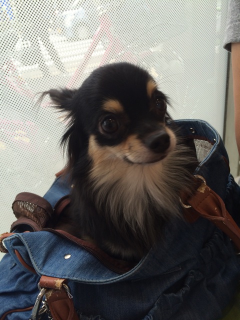 f:id:pnsk:20151011000501j:plain f:id:pnsk:20151011000501j:plain
