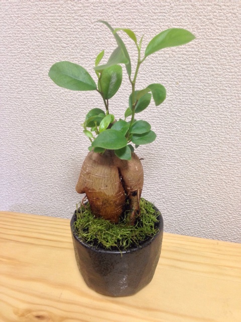 f:id:pochi52:20140615173728j:plain f:id:pochi52:20140615173728j:plain