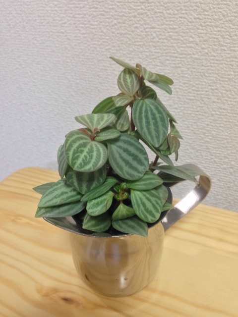 f:id:pochi52:20140615173926j:plain f:id:pochi52:20140615173926j:plain