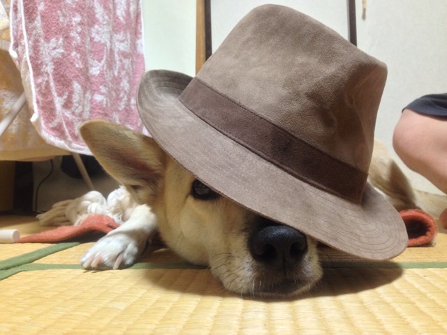 f:id:pochi52:20140619190531j:plain f:id:pochi52:20140619190531j:plain