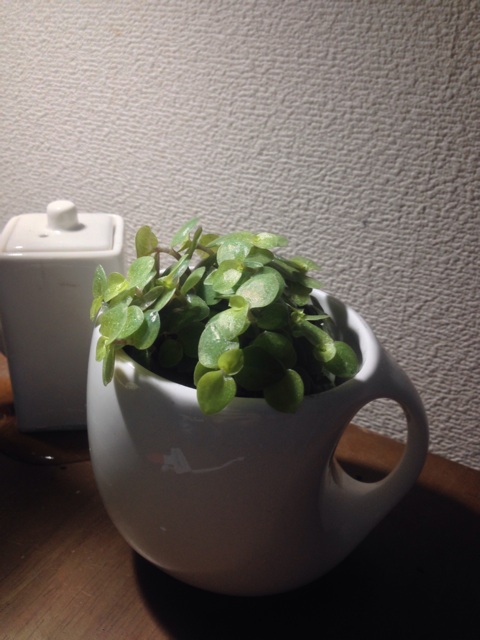 f:id:pochi52:20140620152127j:plain f:id:pochi52:20140620152127j:plain