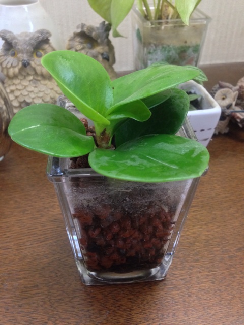 f:id:pochi52:20140620152438j:plain f:id:pochi52:20140620152438j:plain