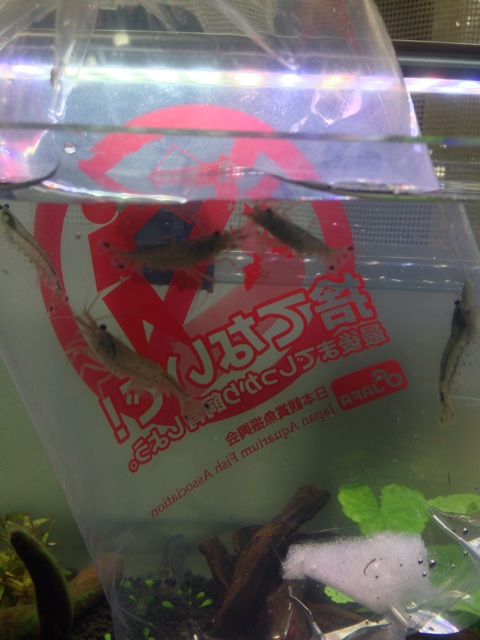f:id:pochi52:20140622153703j:plain f:id:pochi52:20140622153703j:plain