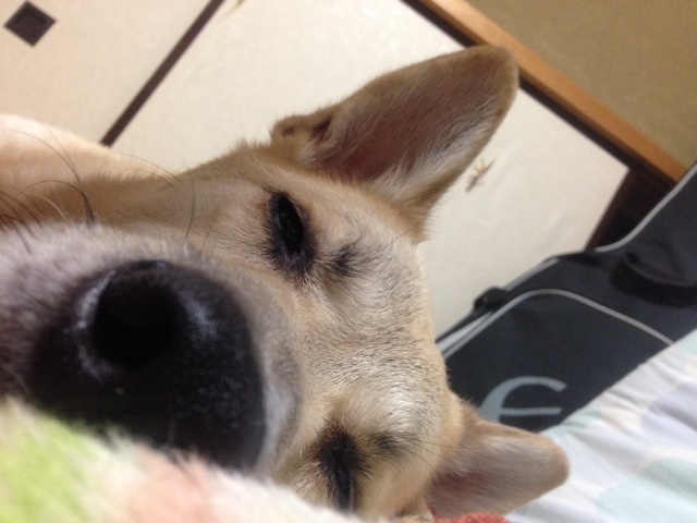 f:id:pochi52:20140705162142j:plain f:id:pochi52:20140705162142j:plain