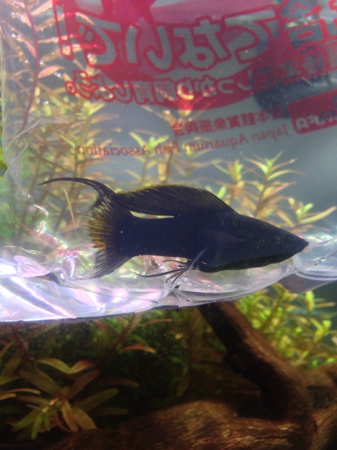 f:id:pochi52:20140708181402j:plain f:id:pochi52:20140708181402j:plain