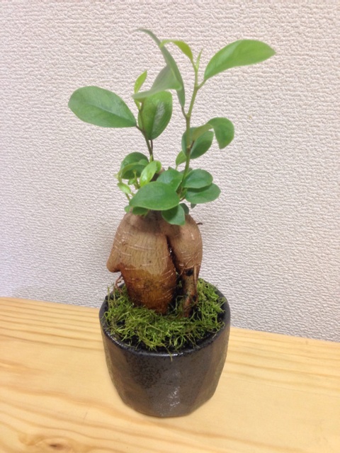 f:id:pochi52:20140716212840j:plain f:id:pochi52:20140716212840j:plain