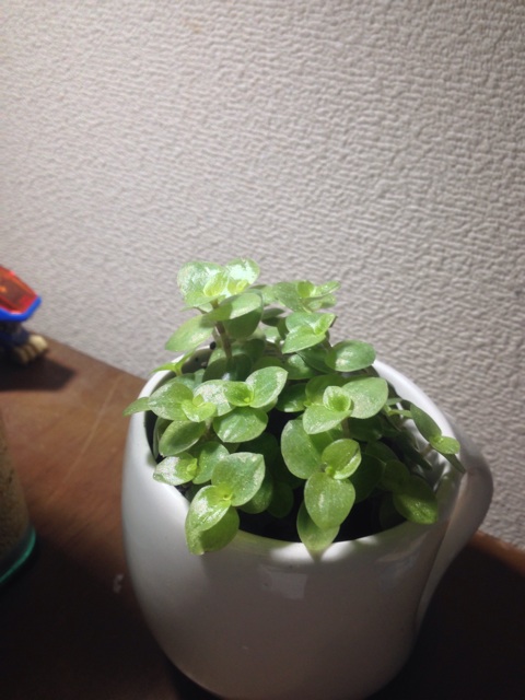 f:id:pochi52:20140716213036j:plain f:id:pochi52:20140716213036j:plain